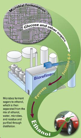 fermentation to ethanol