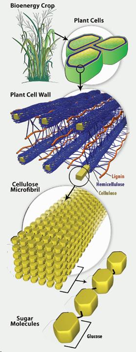 biochemical conversion cell-wall recalcitrance