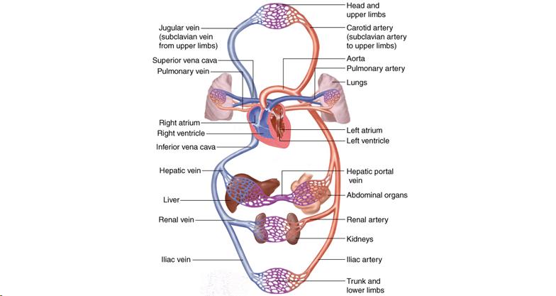 The circulatory system