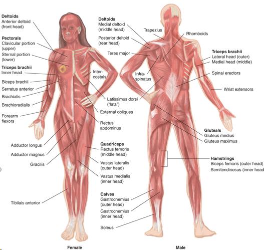 Skeletal Muscle Groups Front And Back