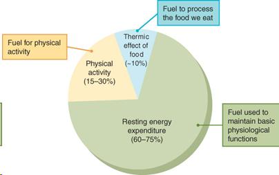 Activity Energy Expenditure Chart