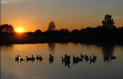 Sun setting over a peaceful and calm lake with ducks sitting quietly on the lake.