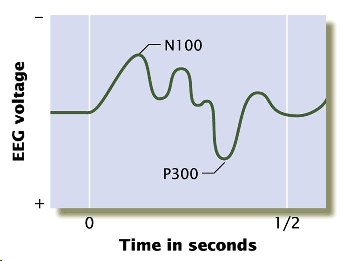 A diagram of the average EEG, or brain wave, tracing produced from several trials on which a research participant's name was presented. Evoke potentials are averaged in this way so as to eliminate random variations in the tracings. The result is the appearance of a negative peak (N100) followed by a large positive peak (P300). Traditionally, positive peaks are shown as decreases on such tracings, whereas negative onese are shown as increases.
