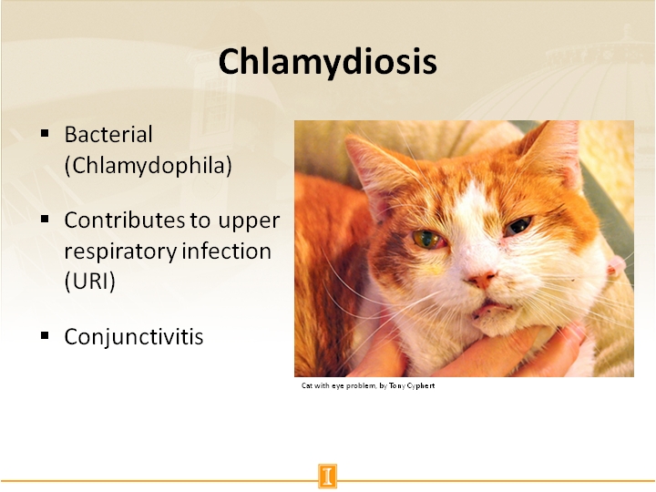 chlamydia in cats
