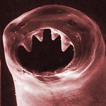 Closeup of a hookworm's head