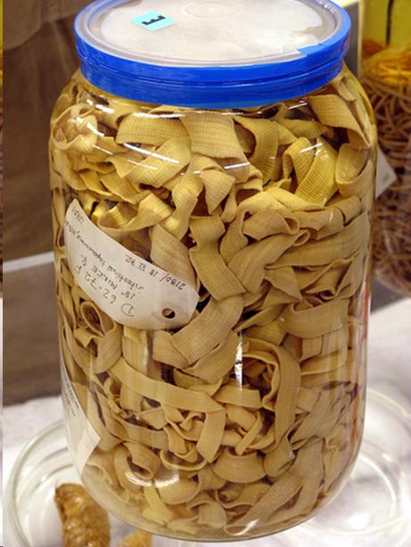 Photo of a jar of tapeworms