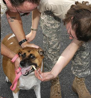 Photo of two people administering medication to a dog