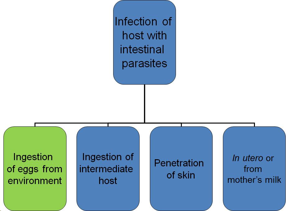 Chart showing different types of infections of hosts with intestinal parasites