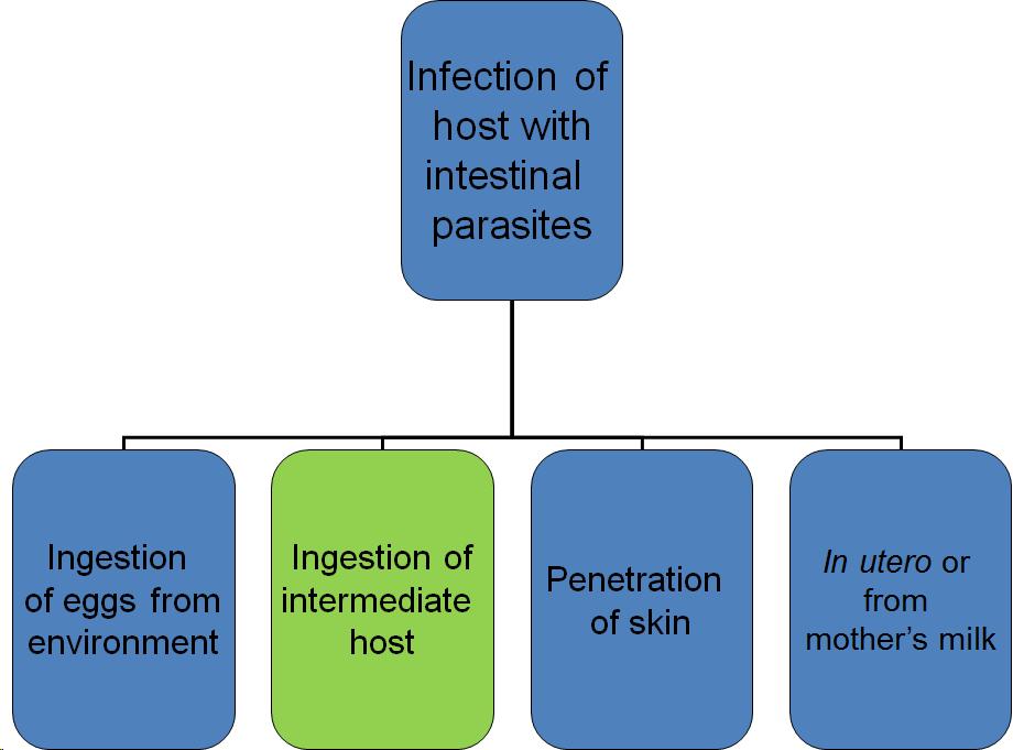Chart showing different types of infections of hosts with intestinal parasites