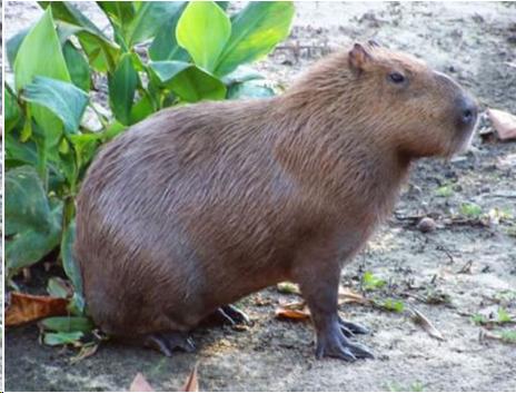 Photo of a capybara sitting outside next to a plant.