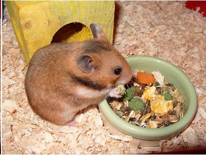 Photo of a hampster eating from a bowl containing nuts, seeds, and vegetables. 