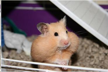 Photo of a hampster with his cheeks filled with food.