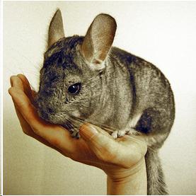 Photo of a chinchilla being held in someone's hand.