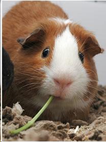 Photo of a guinea pig eating a piece of green vegetable.