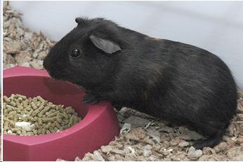 Photo of a guinea pig eating pellets from a food dish.
