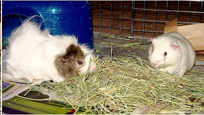 Photo of guinea pigs in a pile of hay in a cage.