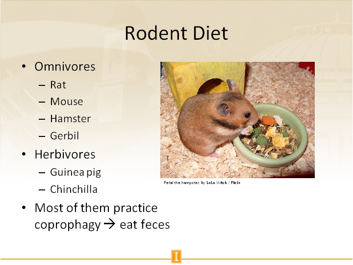 Rodent Diet
