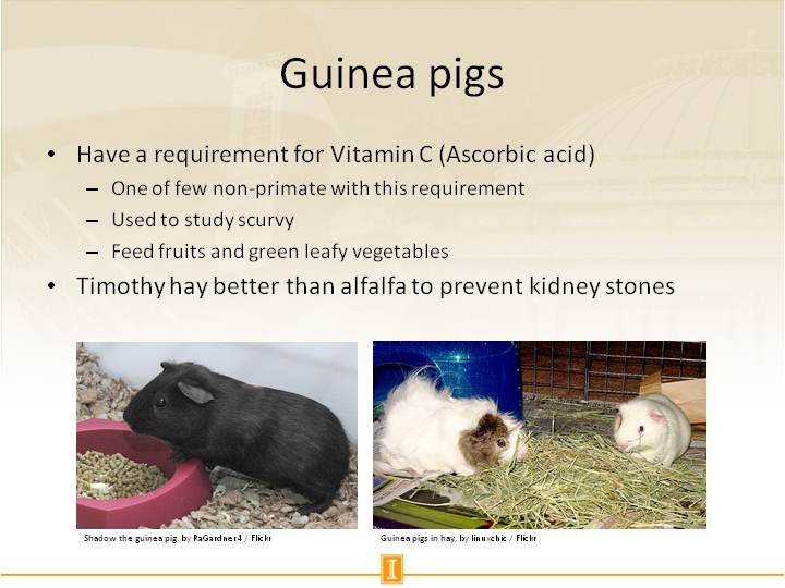 vitamin c for guinea pigs