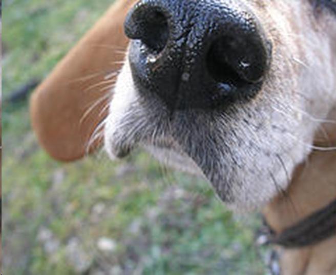 Dog nose by _bruno_