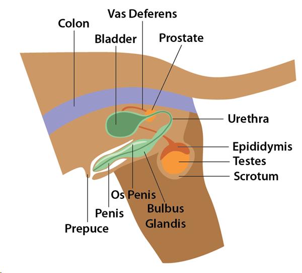 Anatomy of Male Cat